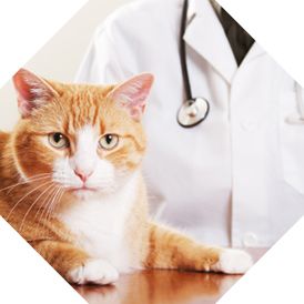 Clínica Veterinaria Rafael Coll Roselló gato naranja