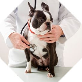 Clínica Veterinaria Rafael Coll Roselló doctor examinando a perro
